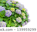 A cutout of a beautifully blooming hydrangea (with a transparent background). 139959299