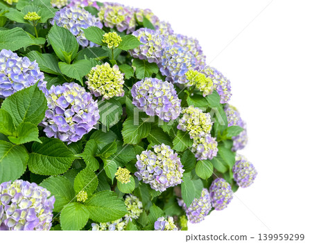 A cutout of a beautifully blooming hydrangea (with a transparent background). A cutout of a beautifully blooming hydrangea (with a transparent background). 139959299