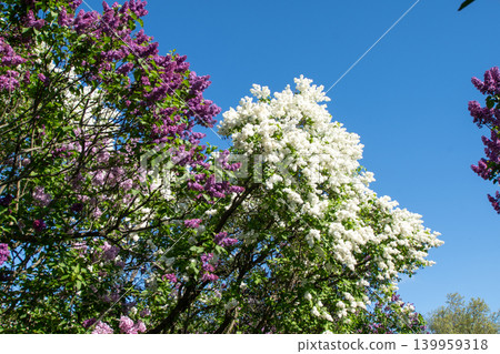 White Lilac flower Blossom. Syringa Flowers bush 139959318