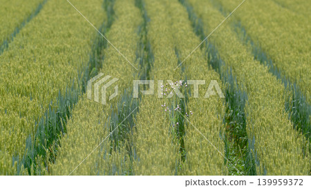 Japanese wheat fields 139959372