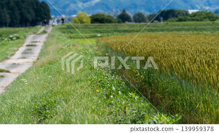 Japanese wheat fields Japanese wheat fields 139959378