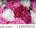 Lush bouquet of mixed colorful peony flowers in a macro top view close-up. Variety Festiva Maxima, Sarah Bernhardt, Kansas, Karl Rosenfield. Paeonia lactiflora. 139959554