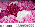 Natural abstract background pattern of fresh blooming pink, white, and dark magenta peonies. Variety Festiva Maxima, Sarah Bernhardt, Kansas, Karl Rosenfield. Paeonia lactiflora. 139959555