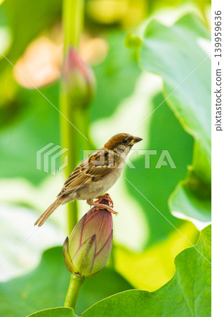 A summer scene of sparrows perched on lotus buds in Shinobazu Pond. A summer scene of sparrows perched on lotus buds in Shinobazu Pond. 139959636