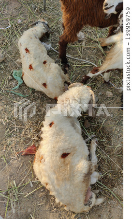 Goats and sheep resting together on straw ground at cattle market yard 139959759