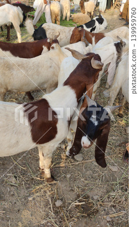 Goats crowded together at livestock market in karachi pakistan during eid Goats crowded together at livestock market in karachi pakistan during eid 139959760