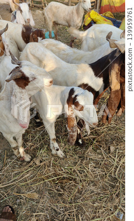 Goats crowded together at livestock market in karachi pakistan showing animal trading activity during eid season 139959761