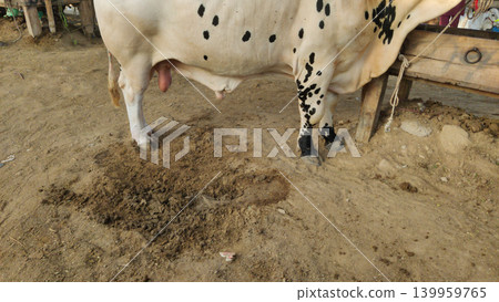 Cow dung lying on muddy ground at cattle market in karachi pakistan showing poor hygiene condition 139959765