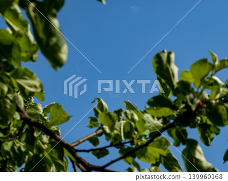 Crescent moon visible through fresh green apple tree branches in clear daylight sky with sun. Beautiful springtime nature background. Atmospheric, peaceful daytime landscape filled with tranquility, 139960168