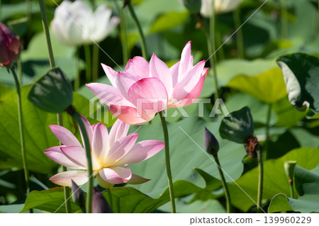 A beautiful pink lotus blooms in the soft light. A beautiful pink lotus blooms in the soft light. 139960229