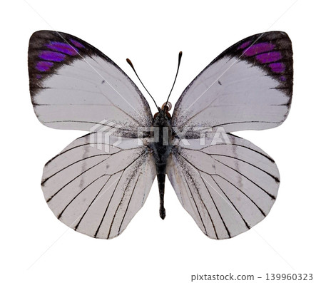 The large violet tip butterfly Colotis regina is shown isolated against a white background. The butterfly displays its unique wings with violet tips and distinct patterns. The large violet tip butterfly Colotis regina is shown isolated against a white background. The butterfly displays its unique wings with violet tips and distinct patterns. 139960323