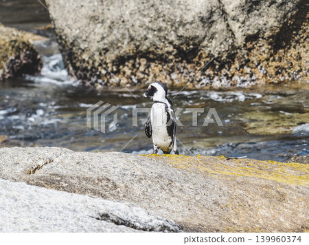 African penguins stand on sunlit granite rocks African penguins stand on sunlit granite rocks 139960374