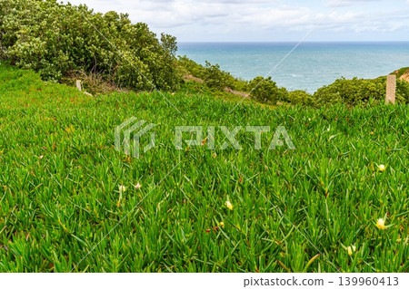 Green coastal vegetation with ocean view in Portugal landscape Green coastal vegetation with ocean view in Portugal landscape 139960413