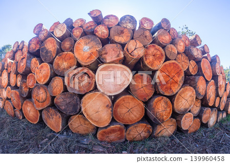Tree Logs Grain Cuts Timber 139960458