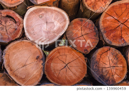 Tree Logs Grain Cuts Timber Tree Logs Grain Cuts Timber 139960459