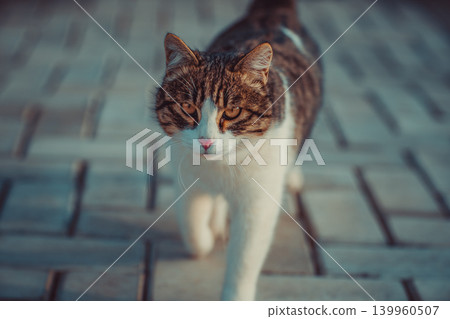 Cat walks on the sidewalk evening portrait Cat walks on the sidewalk evening portrait 139960507