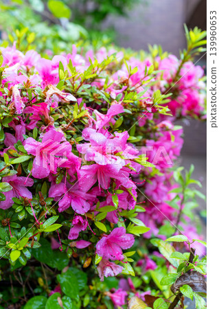 Pink azalea blossoms adorned with raindrops after the rain. 139960653