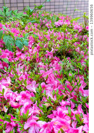 Pink azalea blossoms adorned with raindrops after the rain. Pink azalea blossoms adorned with raindrops after the rain. 139960656
