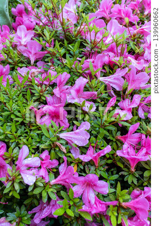 Pink azalea blossoms adorned with raindrops after the rain. Pink azalea blossoms adorned with raindrops after the rain. 139960662