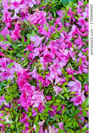 Pink azalea blossoms adorned with raindrops after the rain. Pink azalea blossoms adorned with raindrops after the rain. 139960668