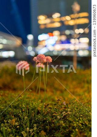 Pink Armeria flowers blooming against a backdrop of bokeh in the night cityscape. Pink Armeria flowers blooming against a backdrop of bokeh in the night cityscape. 139960673