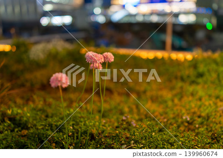 Pink Armeria flowers blooming against a backdrop of bokeh in the night cityscape. Pink Armeria flowers blooming against a backdrop of bokeh in the night cityscape. 139960674