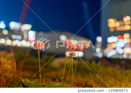 Pink Armeria flowers blooming against a backdrop of bokeh in the night cityscape. Pink Armeria flowers blooming against a backdrop of bokeh in the night cityscape. 139960675