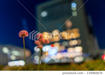 Pink Armeria flowers blooming against a backdrop of bokeh in the night cityscape. Pink Armeria flowers blooming against a backdrop of bokeh in the night cityscape. 139960676