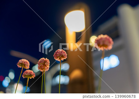 Pink Armeria flowers blooming against a backdrop of bokeh in the night cityscape. Pink Armeria flowers blooming against a backdrop of bokeh in the night cityscape. 139960678
