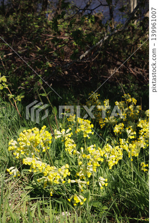 Yellow cowslip flowers in bloom on grassy riverbank Yellow cowslip flowers in bloom on grassy riverbank 139961007
