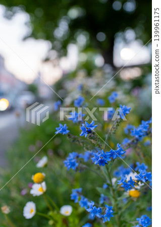 Small blue alkanet flowers enveloped in soft quince blossoms. Small blue alkanet flowers enveloped in soft quince blossoms. 139961175