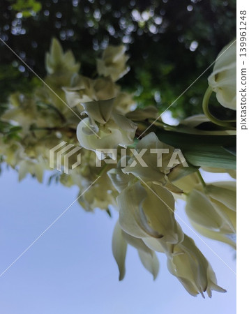White yucca flowers blooming petals 139961248