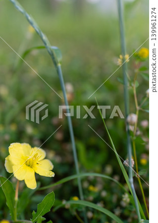 A close-up of yellow evening primroses blooming amidst the greenery. 139961274