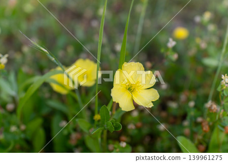 A close-up of yellow evening primroses blooming amidst the greenery. A close-up of yellow evening primroses blooming amidst the greenery. 139961275