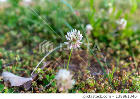 White clover flowers enveloped in soft quince blossoms. 139961340