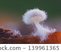 Small white mushroom growing on the wood 139961365