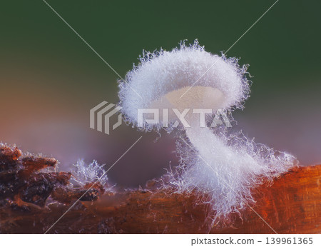 Small white mushroom growing on the wood Small white mushroom growing on the wood 139961365
