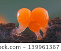 Orange slime mold - Trichia decipiens, it's a small protist organism 139961367