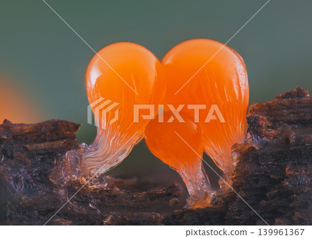 Orange slime mold - Trichia decipiens, it's a small protist organism 139961367