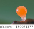 Orange slime mold - Trichia decipiens, it's a small protist organism 139961377