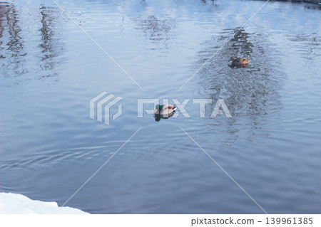 Mallard ducks swimming in a cold winter pond with snowy bank Mallard ducks swimming in a cold winter pond with snowy bank 139961385