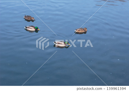 Mallard ducks swimming in a cold winter pond with snowy bank 139961394