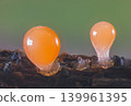 Orange slime mold - Trichia decipiens, it's a small protist organism 139961395