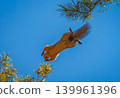 Squirrel jumping on a tree branch, background with squirrel 139961396