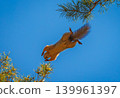 Squirrel jumping on a tree branch, background with squirrel 139961397