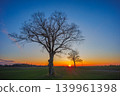 Landscape of green wavy field with a tree 139961398
