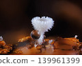 Snowy Disco - Lachnum virgineum, small white mushroom 139961399
