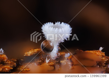 Snowy Disco - Lachnum virgineum, small white mushroom Snowy Disco - Lachnum virgineum, small white mushroom 139961399