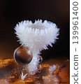 Snowy Disco - Lachnum virgineum, small white mushroom 139961400