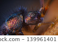Slender springtail portrait, Orchesella flavescens on wood, close up focus stacked macro photo 139961401